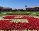 stanford university